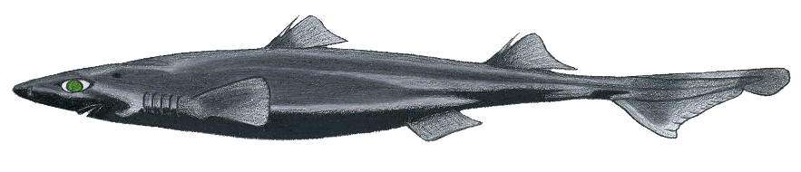 Image of Caribbean Lanternshark