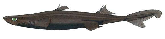 Image of Blackbelly Lanternshark