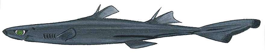 Image of African Lanternshark