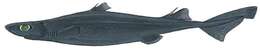 Image of Great Lanternshark