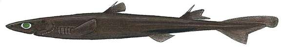 Image of Smooth Lanternshark