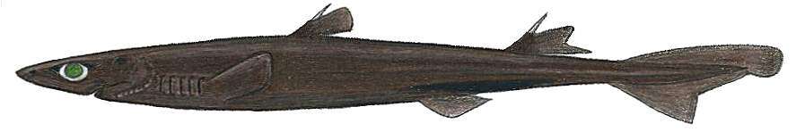 Image of Smooth Lanternshark