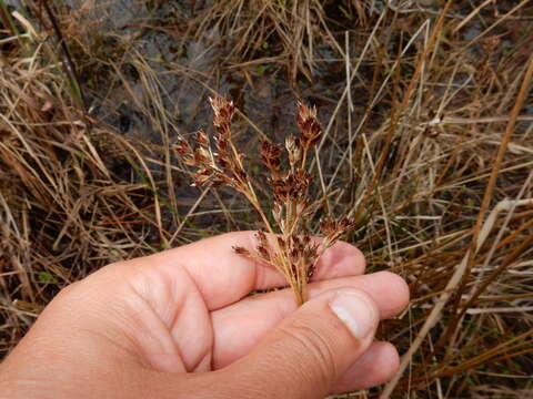 Imagem de Juncus trigonocarpus Steud.