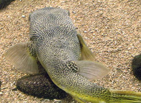 Image of Fresh Water Puffer Fish