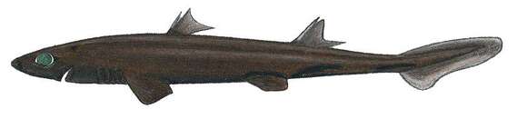 Image of West Indian Lanternshark