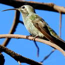 Image of White-tailed Goldenthroat