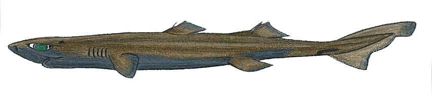 Image of Fringefin Lanternshark