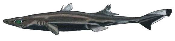 Image of Green Lanternshark