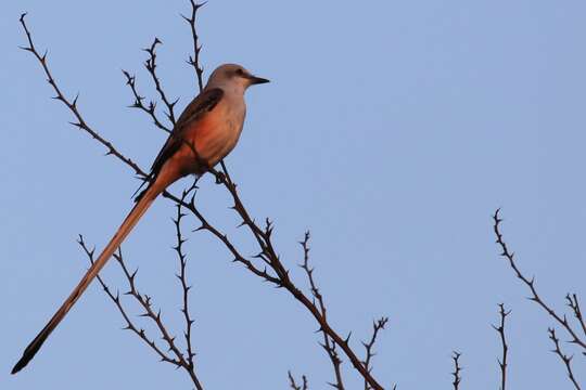 Image of Scissor-tailed Flycatcher