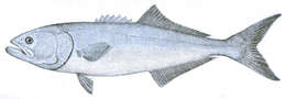 Image of bluefishes