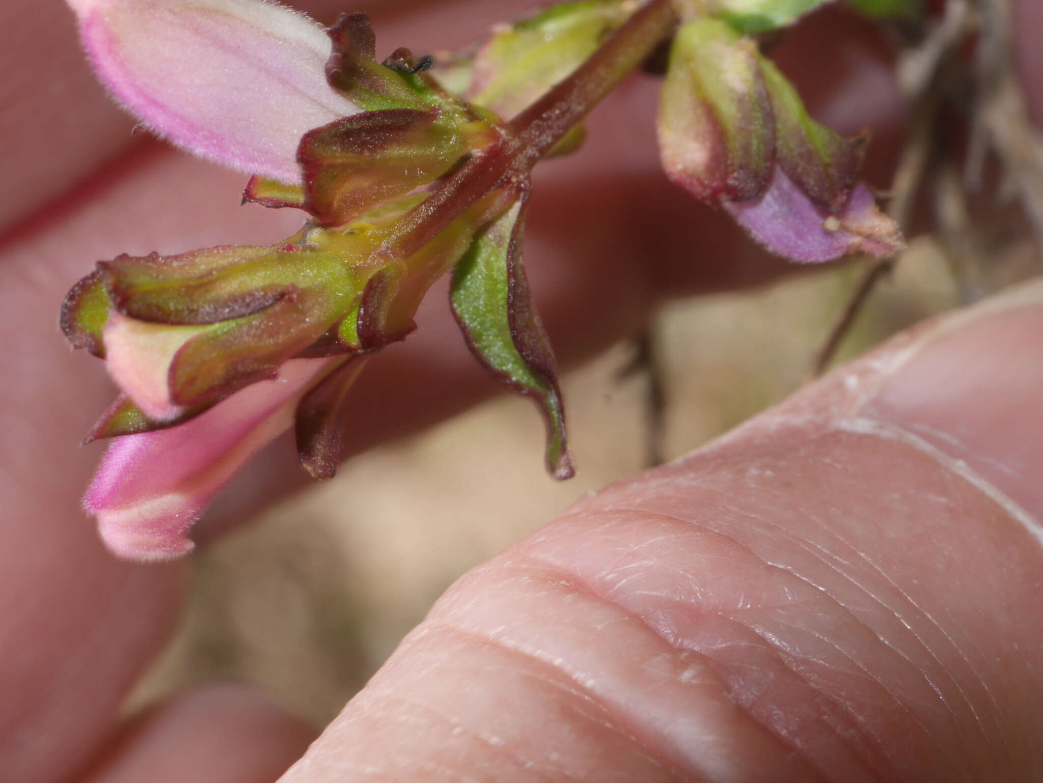 Image of Lamourouxia sylvatica Kunth