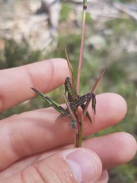 صورة Cymbopogon refractus (R. Br.) A. Camus