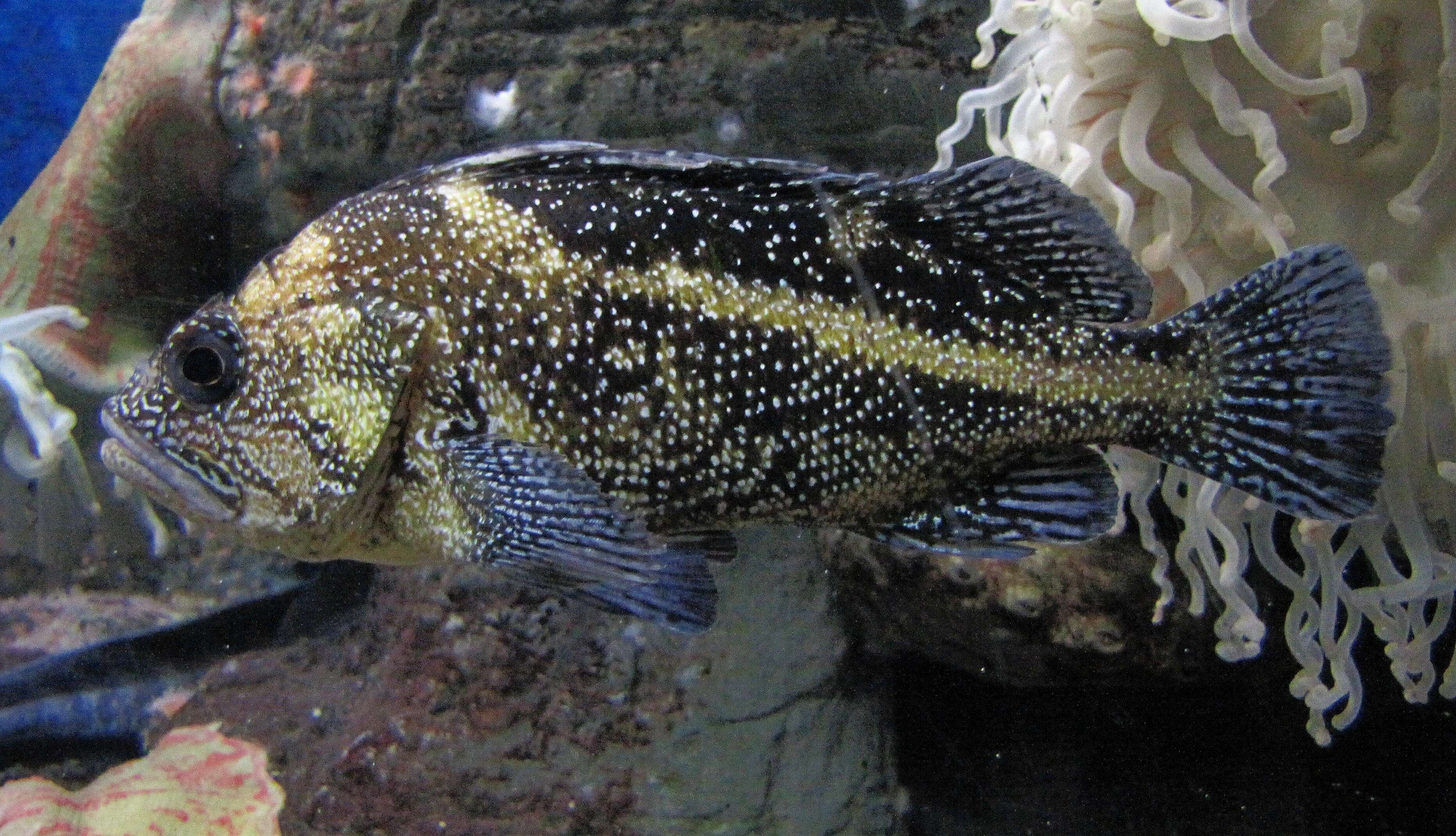 Image of China rockfish