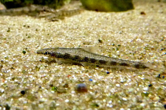 Image of River stone carp