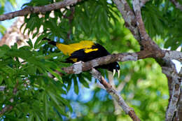 Image of Yellow-rumped Cacique