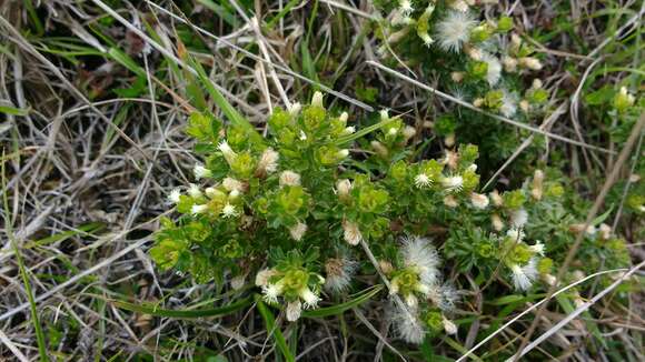 Image of Baccharis tricuneata (L. fil.) Pers.