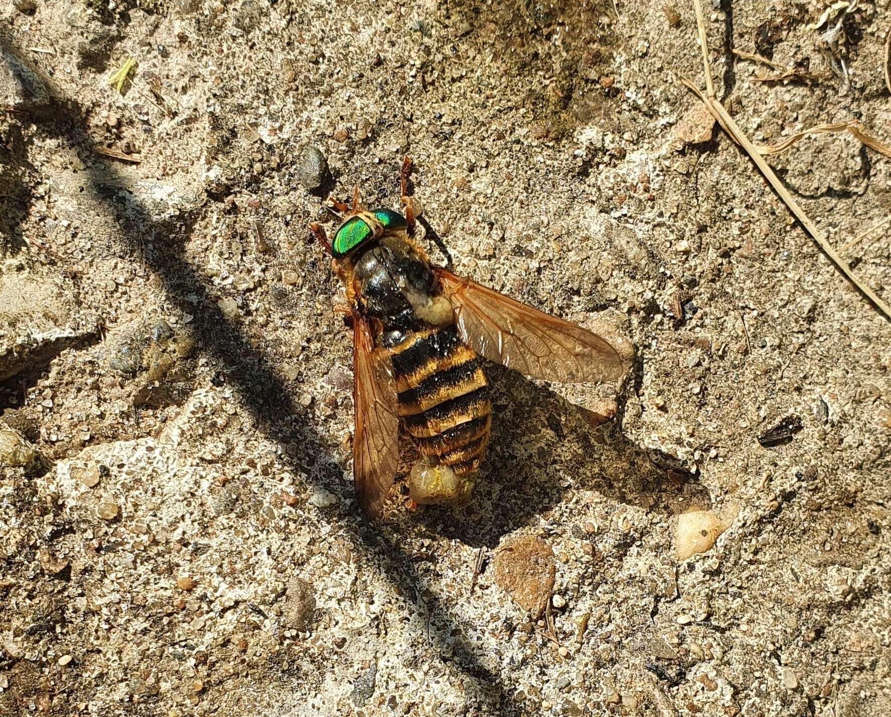 صورة Hybomitra tarandina (Linnaeus 1758)