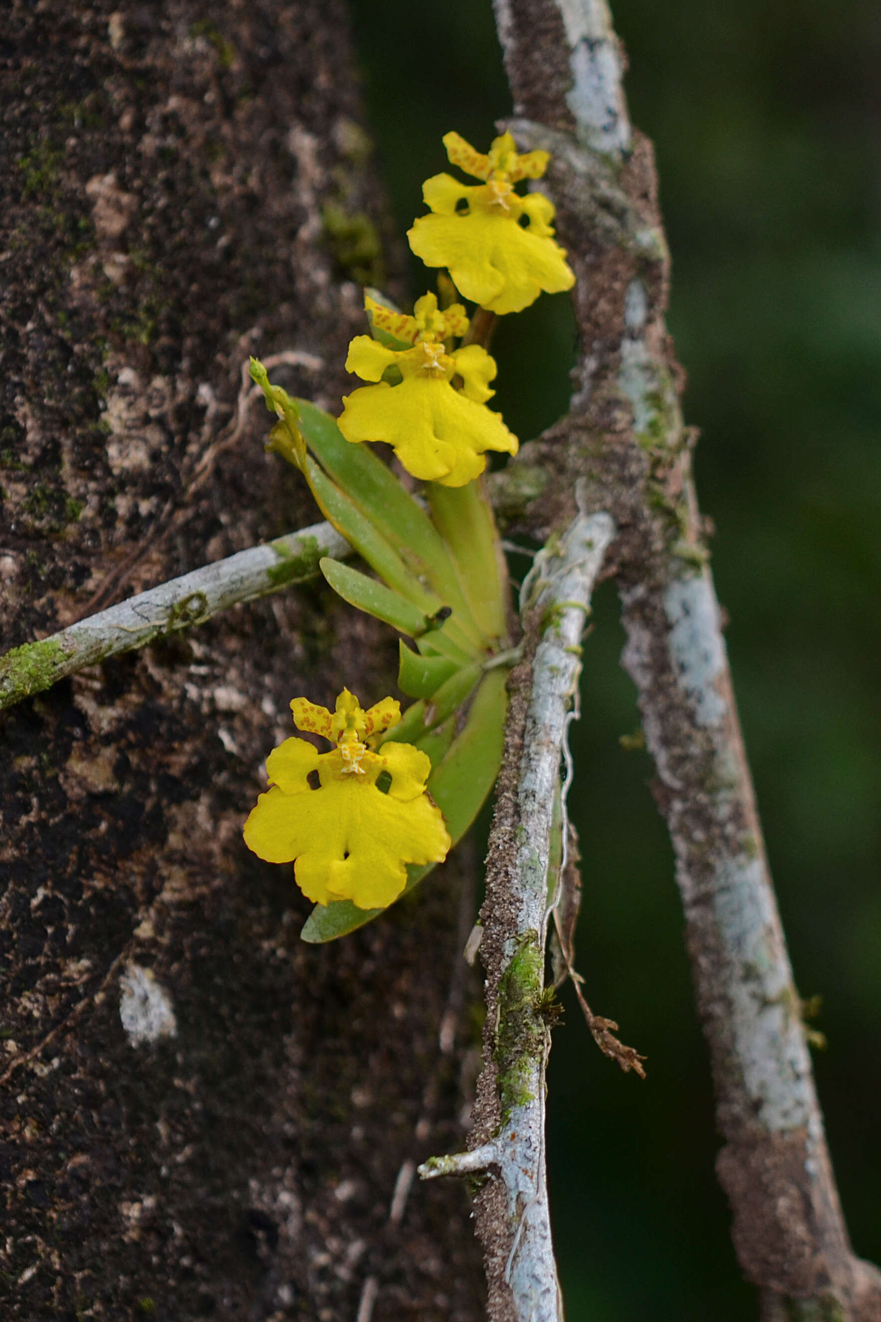 Image of Erycina pusilla (L.) N. H. Williams & M. W. Chase