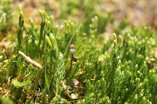 Imagem de Diphasiastrum sabinifolium (Willd.) Holub