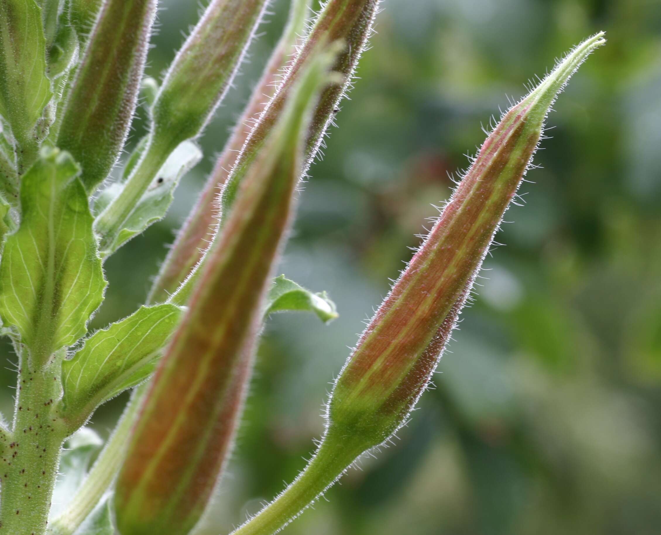 Imagem de Oenothera glazioviana M. Micheli