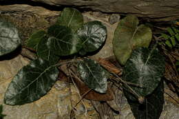 Image of Chaptalia lyratifolia Burkart