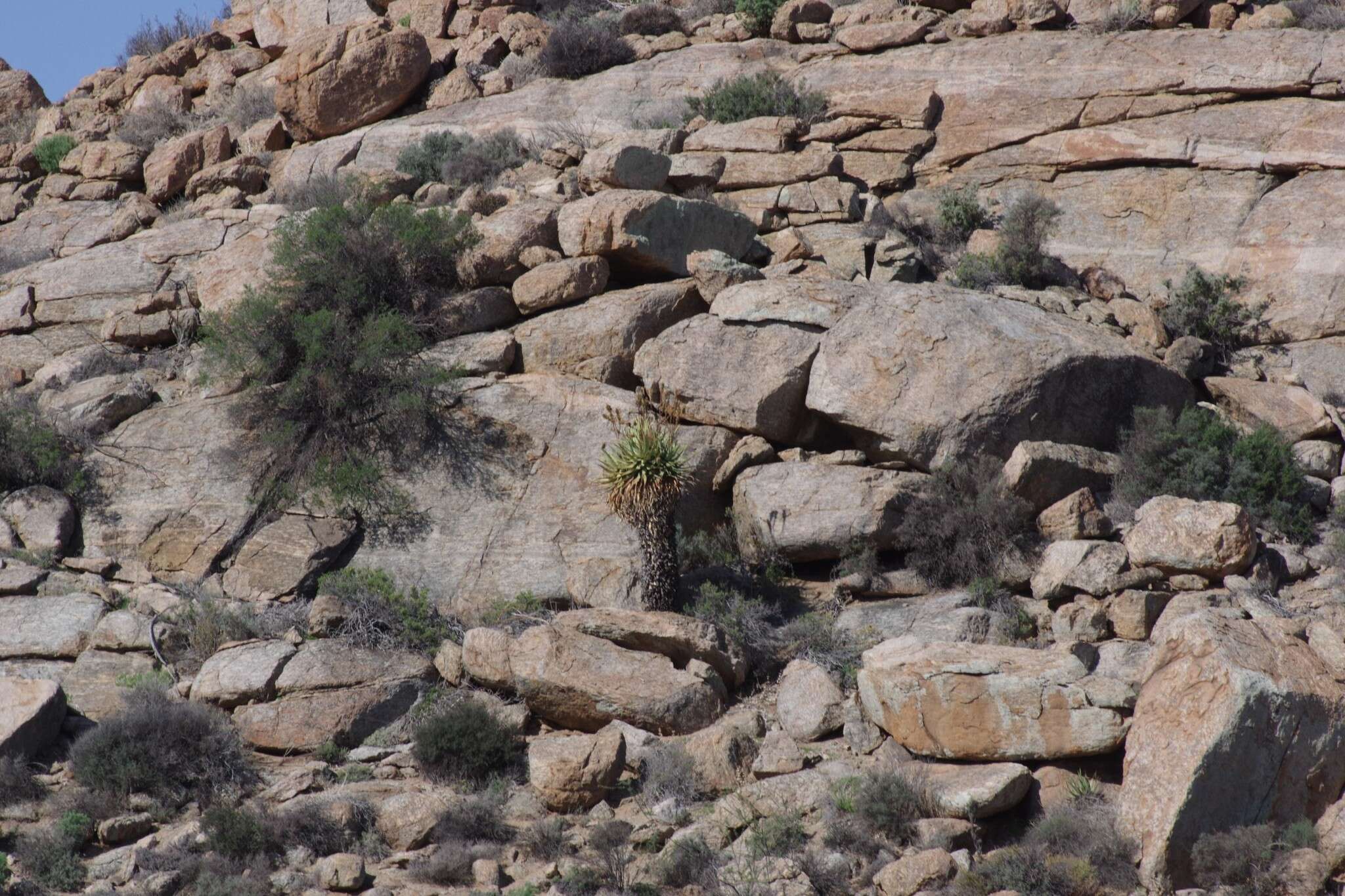 Image of Namaqua Aloe