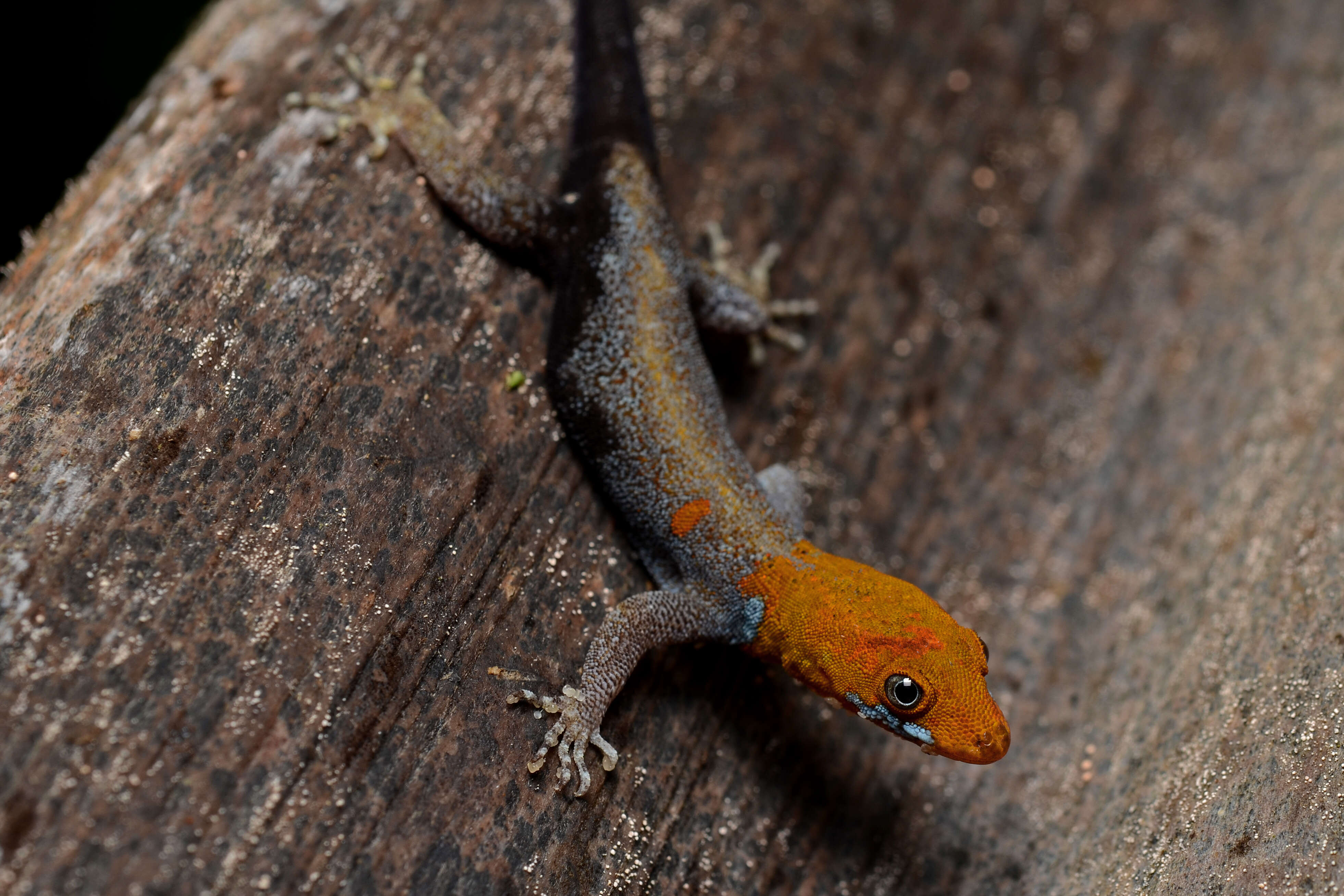 Image of Yellow-headed gecko