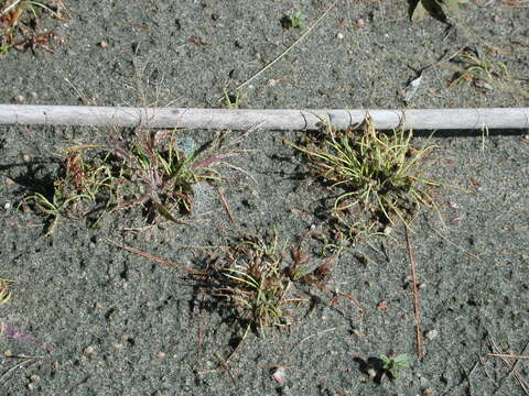 Image of Small-Flower Halfchaff Sedge