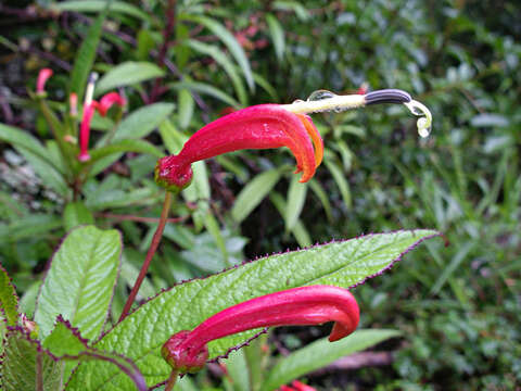 Imagem de Centropogon valerii Standl.