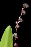 Image of Leach orchids