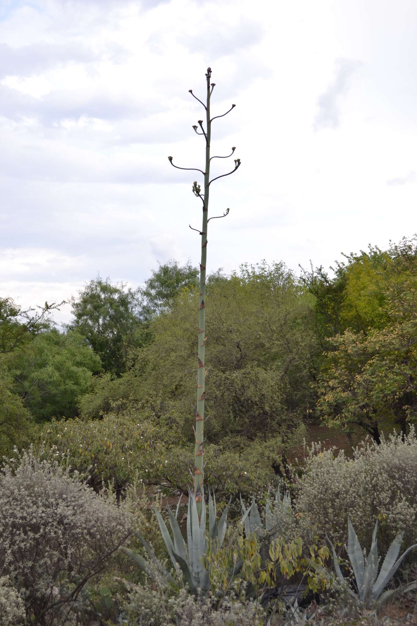 Image of rough century plant