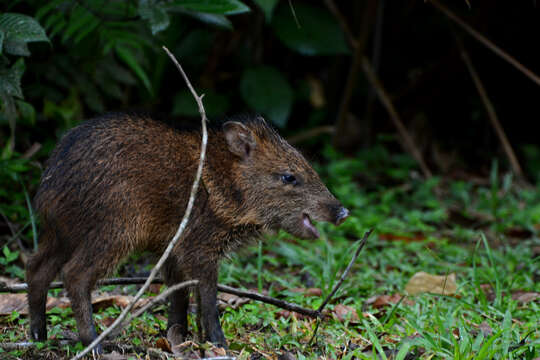 Image of peccaries