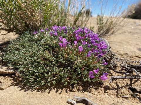 Sivun Astragalus humillimus A. Gray kuva