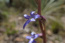 Image of Lobelia gibbosa Labill.