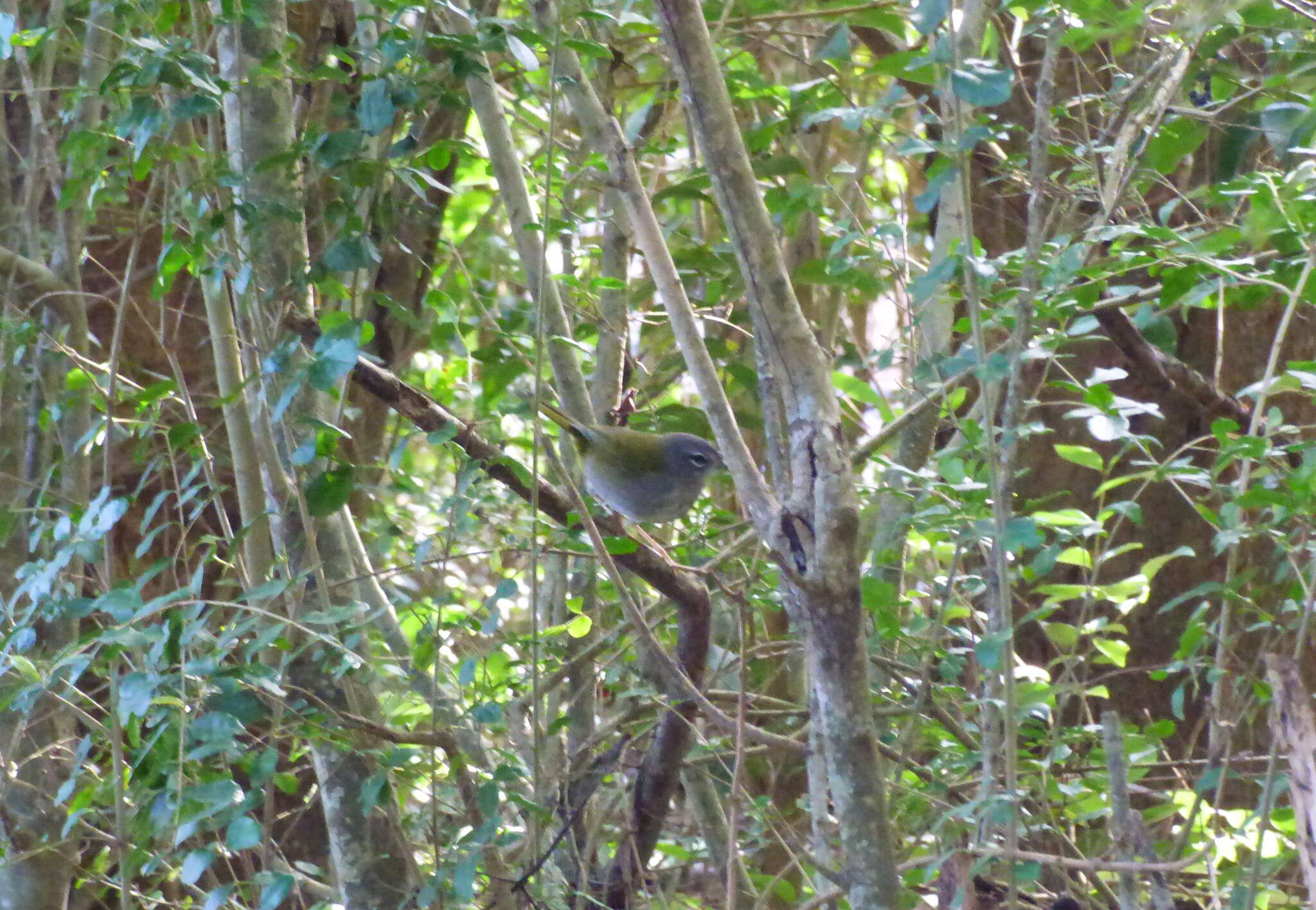 Image of White-rimmed Warbler