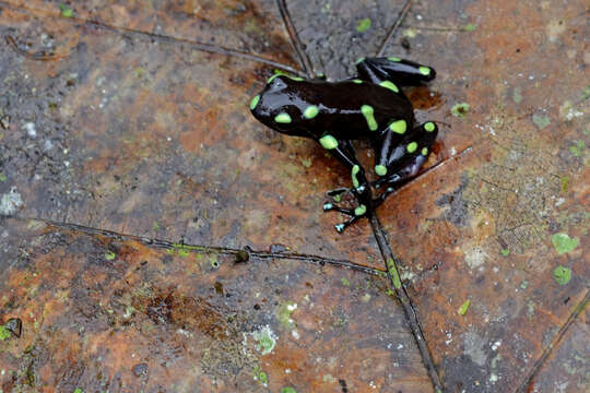 Image of Gold Arrow-poison Frog