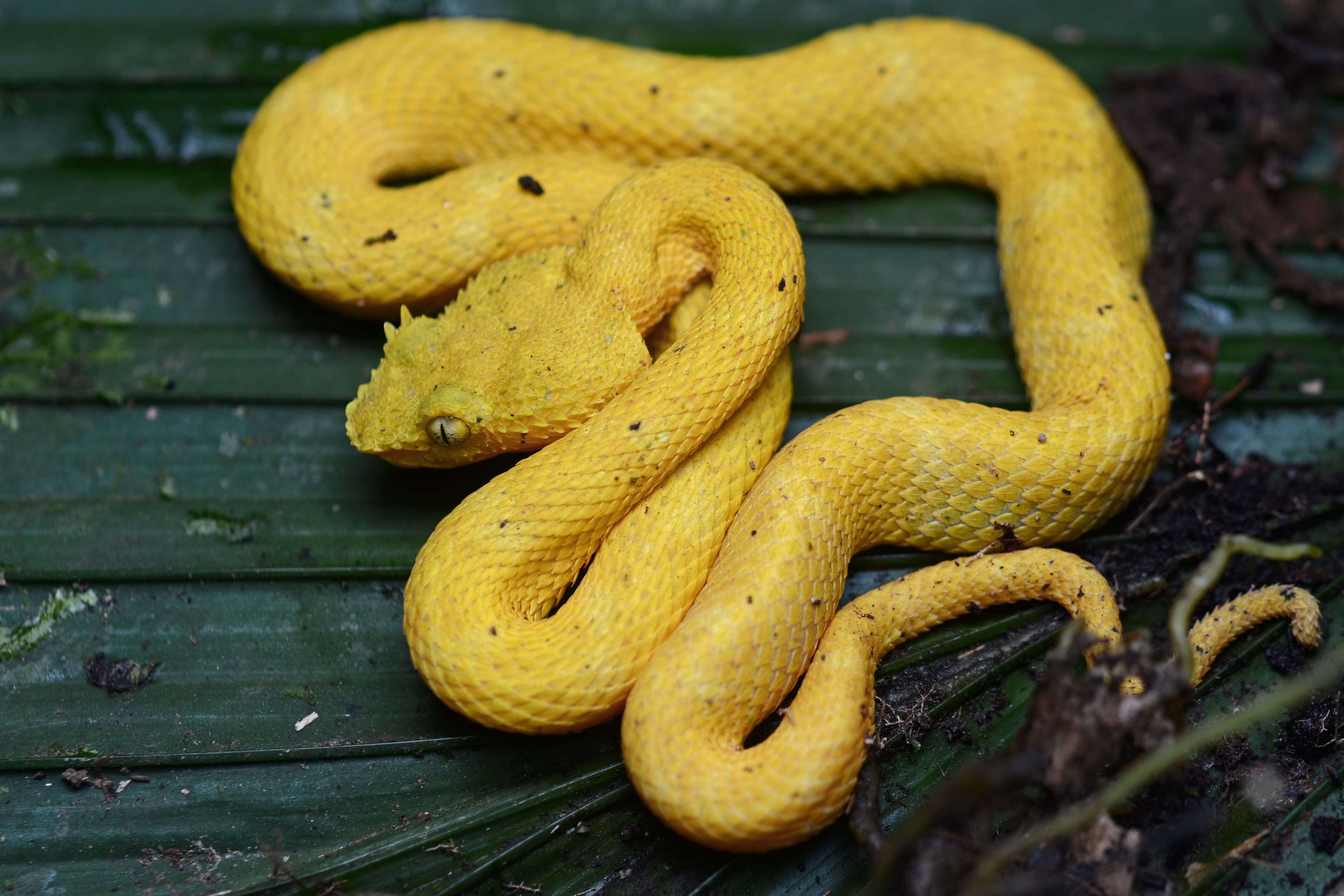 Image of Eyelash Viper