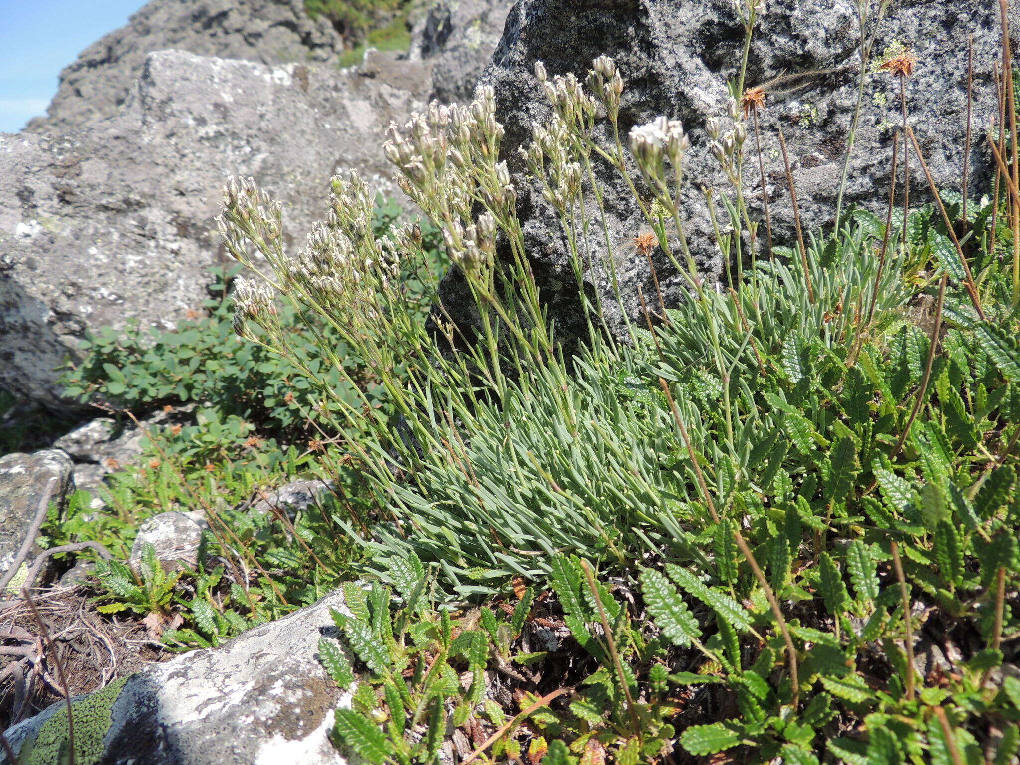 Plancia ëd Gypsophila uralensis Less.