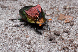 Image of Rainbow Scarab