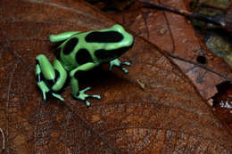 Image of Gold Arrow-poison Frog