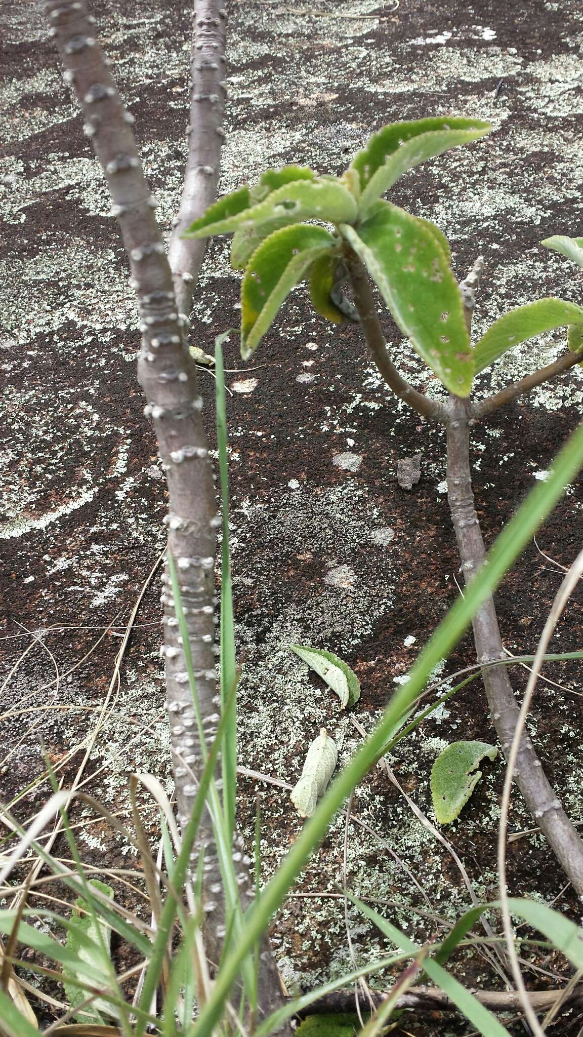 Image of Tetradenia goudotii Briq.