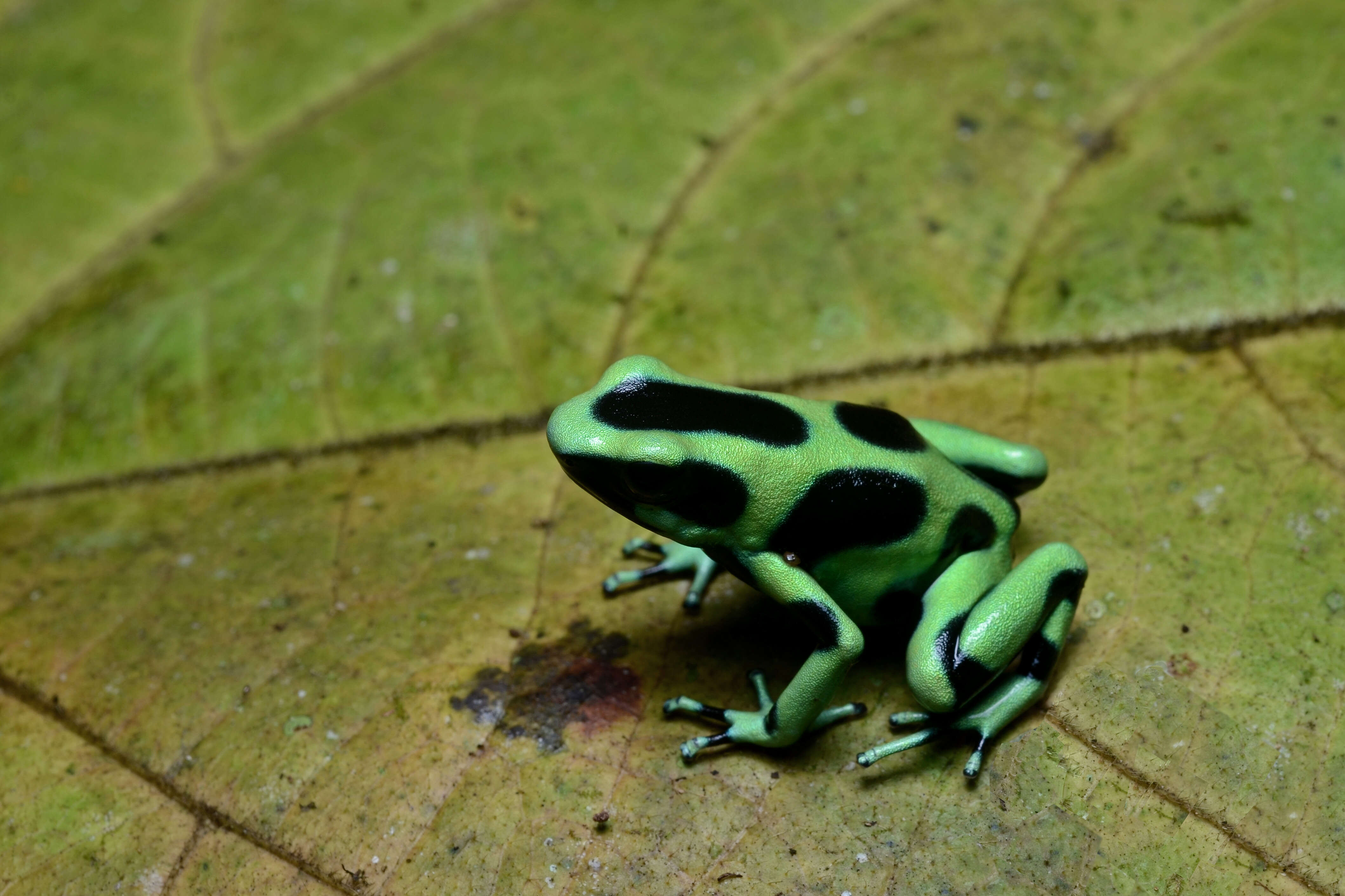 Image of Gold Arrow-poison Frog