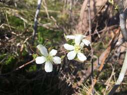 Image de Amelanchier bartramiana (Tausch) M. Roemer