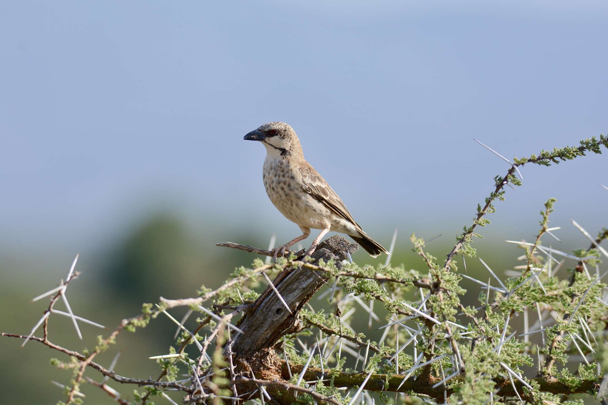 Image of Donaldson Smith's Sparrow-Weaver