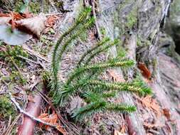 Image of Fir Club Moss