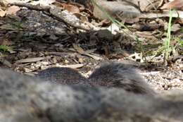 Image of Arizona Gray Squirrel