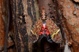 Image of Phrictus quinquepartitus Distant 1883