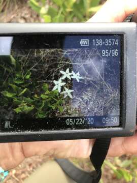 Image of Florida milkweed