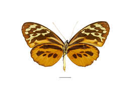 Imagem de Tithorea harmonia Cramer 1779