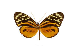 Imagem de Tithorea harmonia Cramer 1779